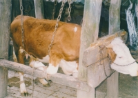 Kování krav, nedatováno