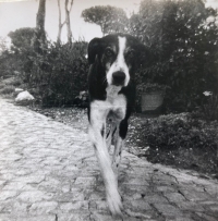 Milovaný pes pamětnice Diamant, kterého měla v Portugalsku, 1966