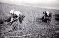 Grain harvest in Bolatice / around the 30s