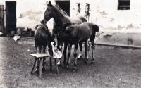 The horses of the Theuer family at their farm in Bolatice