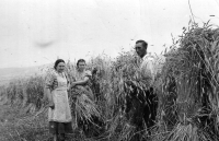 Monika Ruská's aunts during grain harvest / around 1939