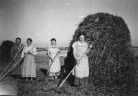 Haymaking in Bolatice / Monika Ruská's grandmother Ludvina on the left / around the 30s 