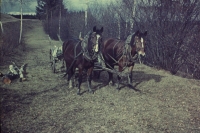 Koně z usedlosti při svozu dřeva, Sedlejov, 1957