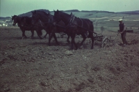 Koně při orbě, Sedlejov, 1957