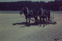 Koně při vláčení, Sedlejov, 1957