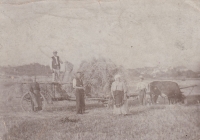 Tatínek Josef Dvořák (stojící vpředu) pomáhá při žních, vedle jeho maminka, rok 1921