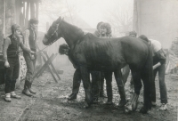 Autorka studentského dokumentu Piemule Jana Ševčíková si zkouší kartáčování koně, Rovensko, začátek 80. let
