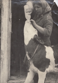 Mother Marie Burešová working with calves in the 1960s