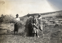 Placing of straw men in the field towards Pazderno