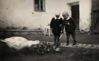 Friends František and Marie Mištová with a goose and gooslings, 1930s