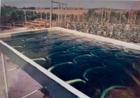 First algae tank built in Cuba, 1965-1967