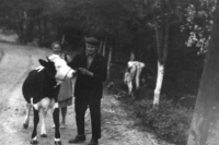  Otec pamětnice František Fikl s kravkami, Eibentál, nedatováno