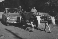 Teacher Dutý's immobile vehicle is being towed by cows led by František Fikl, undated
