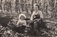 Hana Páníková s maminkou na chmelové brigádě