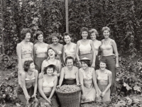 Chmelová brigáda v Kounově. Jitka Kulhánová vlevo dole 