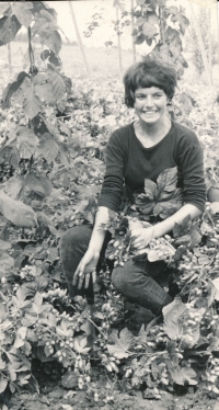 Jana Weinerová Šmídová at the hop harvesting summer job in 1964