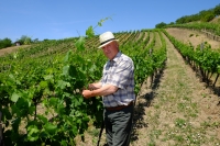 Karel Válka ve svém vinohradě