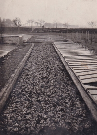 Zahradnictví pamětníkovy rodiny v Kvasicích, vzadu most přes Moravu, vyhozený do vzduchu Němci, 1945