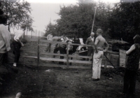 ORestoration of private farming, Poteč, 1990s