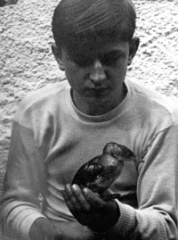 Miloslav Nevrlý s potápkou malou při pozorování ptáků u Blatné 1952
