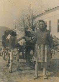 Sestra Pepi s kravkou, Šumice