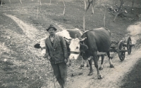 Václav Šuha jede s kravským potahem do lesa pro dříví, 60.–70. léta