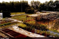 Lesní školka v Šofronce 1998