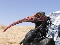 Kriticky ohrožený ibis skalní, k jehož záchraně na Blízkém východě přispívá Lubomír Peške
