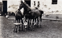 Koně Theuerových na statku v Bolaticích