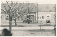 Likvidace sedláka 5 - vyvádění dobytka, Pavel Rumíšek, čp. 104, Velká nad Veličkou