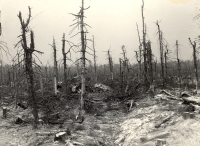 Následky imisí v Jizerských horách, rok 1981