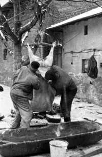 Stahování kruponu během zabíjačky