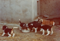 Štěňata bígla, 1987