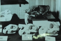 Sbírka lebek Přemysla Rabase