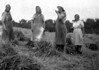 Práce při žních u dědy v Zimoři na Kokořínsku