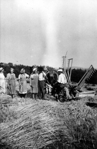 Práce se samovazem při žních u dědy v Zimoři na Kokořínsku