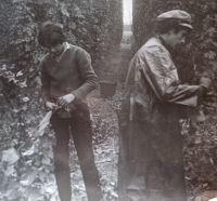 Na chmelové brigádě