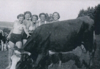 Věra Břicháčková (druhá zleva) u přátel v Račicích při loučení s krávou, kterou měli odvést do jednotného zemědělského družstva, 1952