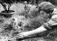 Matka Vlasta Sedlářová s mláďaty pštrosa v zoologické zahradě, Ústí nad Labem, počátek 60. let