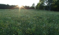 V rámci péče o krajinu bylo postupně vyseto i celkem 5 hektarů květnatých luk, 2006 