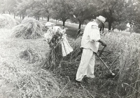 Manka a otec. Poslední žně vedle Hraběcí cesty. 1973