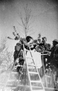 Josef Snopek s kamarády při roubování stromků, 1948