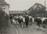 Odvádění krav do družstva ze statku rodiny Dolejších