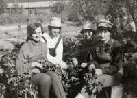 Václava Čoudková na chmelové brigádě