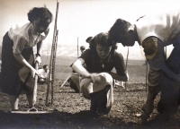 Výsadba větrolamů v Hustopečích - 50. léta
