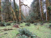 Deštný prales zachycen Vladimírem Kotlandem