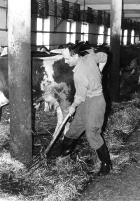 Jaroslav Strnad při práci v kravíně, Lochenice u Hradce Králové 70. léta dvacátého století