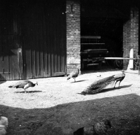 Pávi na zadním dvoře mlýna