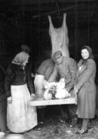 Zabijačka ve mlýně