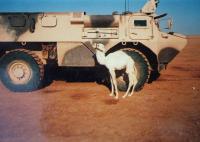 Mládě velblouda, který zahynul při válce v Zálivu